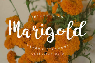 Marigold: A Designer's Review of This Bold Script